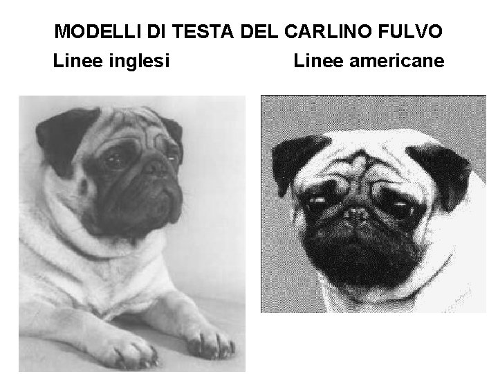 MODELLI DI TESTA DEL CARLINO FULVO Linee inglesi Linee americane 