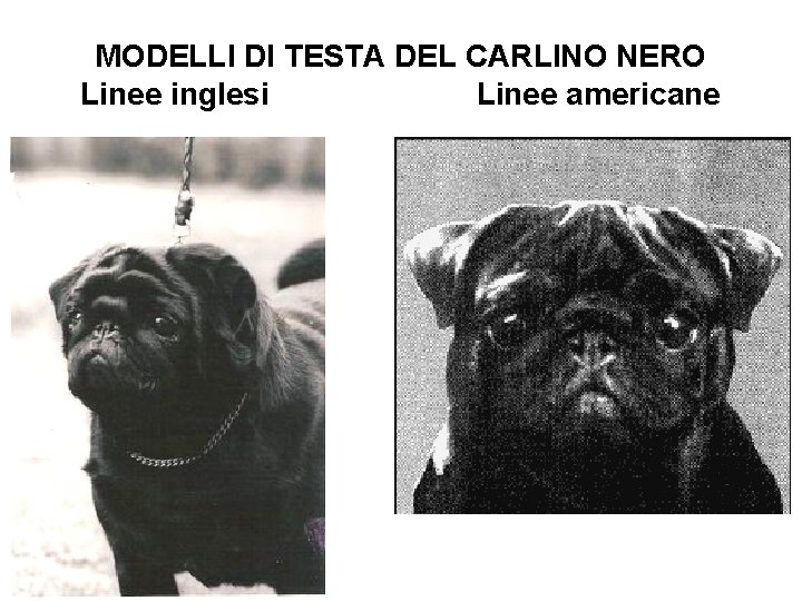 MODELLI DI TESTA DEL CARLINO NERO Linee inglesi Linee americane 