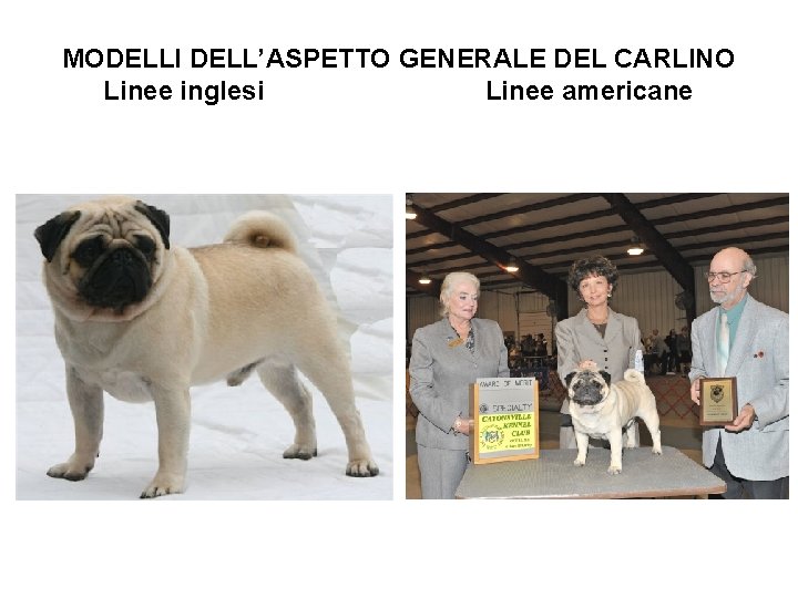 MODELLI DELL’ASPETTO GENERALE DEL CARLINO Linee inglesi Linee americane 