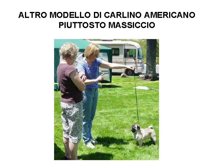 ALTRO MODELLO DI CARLINO AMERICANO PIUTTOSTO MASSICCIO 