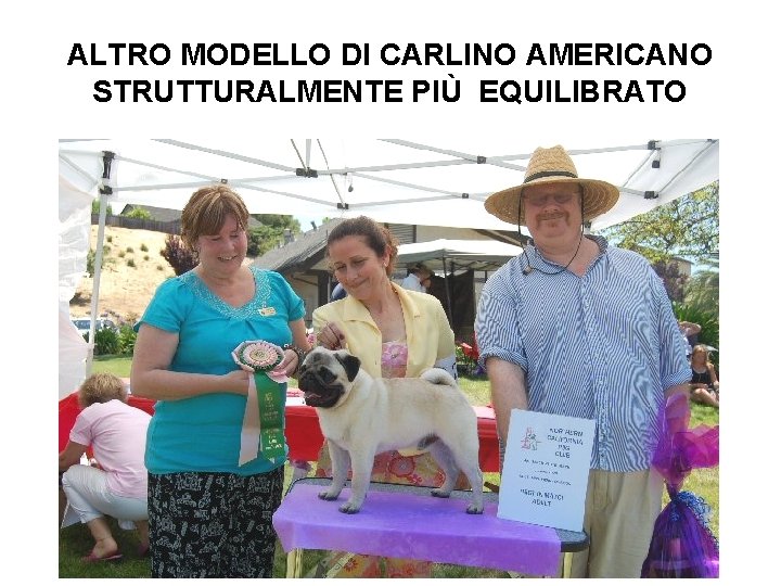ALTRO MODELLO DI CARLINO AMERICANO STRUTTURALMENTE PIÙ EQUILIBRATO 