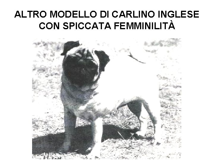 ALTRO MODELLO DI CARLINO INGLESE CON SPICCATA FEMMINILITÀ 