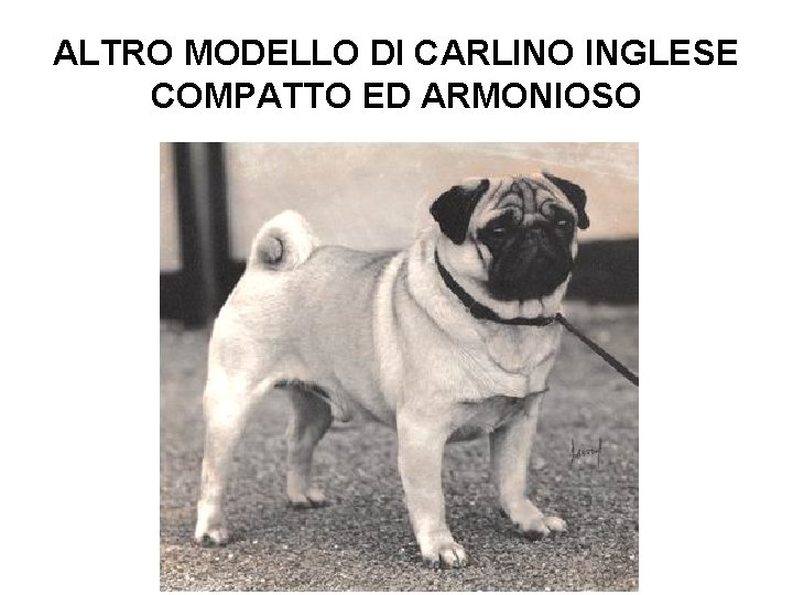 ALTRO MODELLO DI CARLINO INGLESE COMPATTO ED ARMONIOSO 