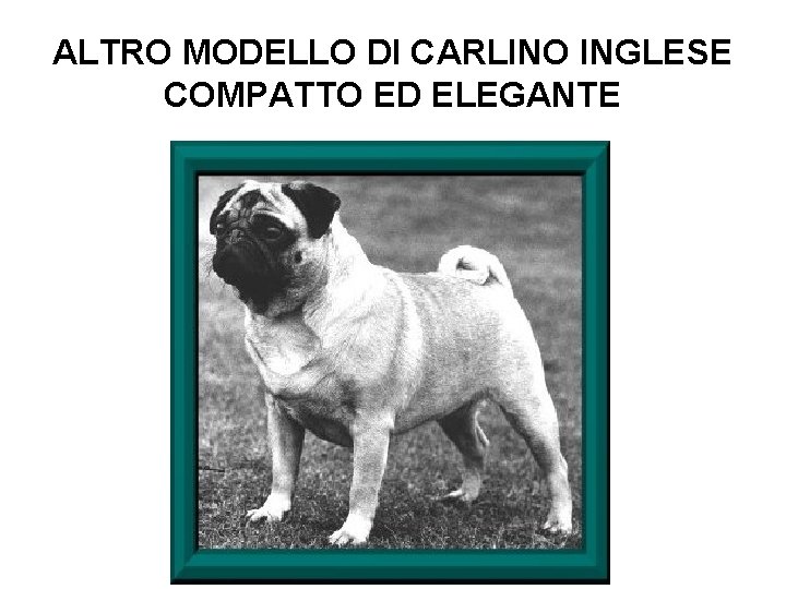 ALTRO MODELLO DI CARLINO INGLESE COMPATTO ED ELEGANTE 