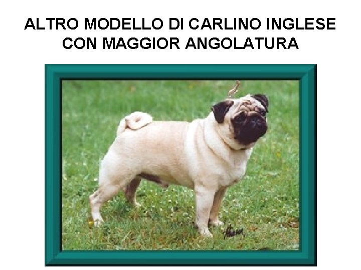 ALTRO MODELLO DI CARLINO INGLESE CON MAGGIOR ANGOLATURA 