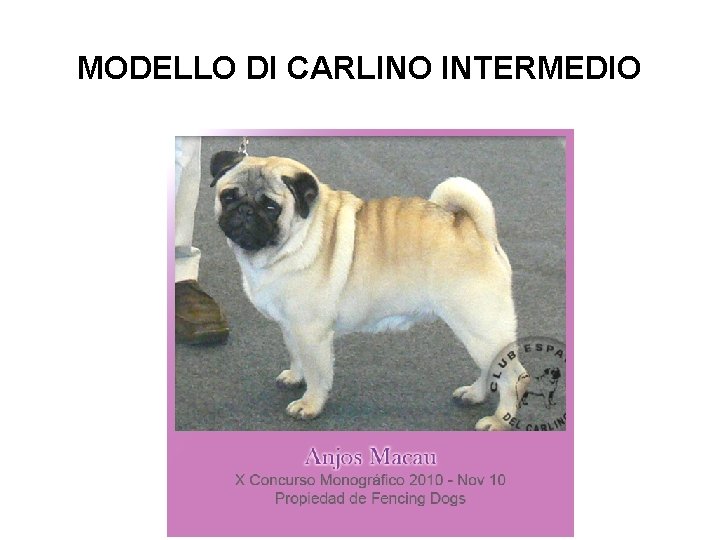 MODELLO DI CARLINO INTERMEDIO 