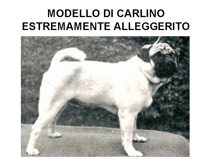 MODELLO DI CARLINO ESTREMAMENTE ALLEGGERITO 