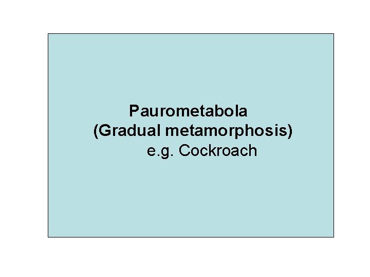 Paurometabola (Gradual metamorphosis) e. g. Cockroach 