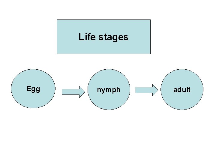 Life stages Egg nymph adult 