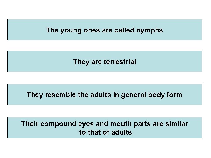 The young ones are called nymphs They are terrestrial They resemble the adults in The young ones are called nymphs They are terrestrial They resemble the adults in