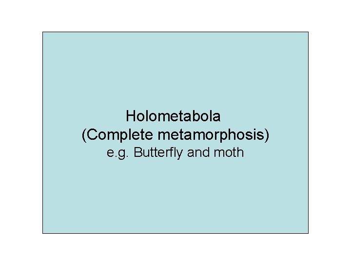 Holometabola (Complete metamorphosis) e. g. Butterfly and moth 