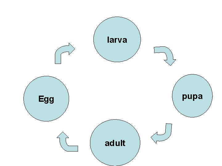 larva pupa Egg adult larva pupa Egg adult