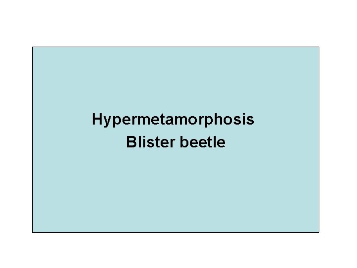 Hypermetamorphosis Blister beetle 