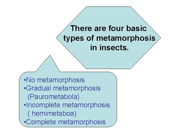 There are four basic types of metamorphosis in insects. • No metamorphosis • Gradual