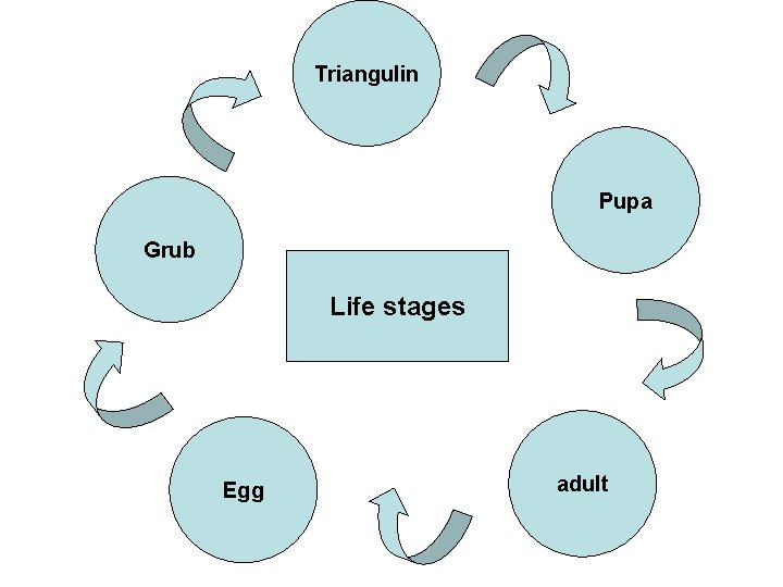 Triangulin Pupa Grub Life stages Egg adult 