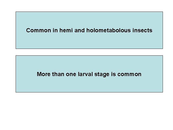 Common in hemi and holometabolous insects More than one larval stage is common 