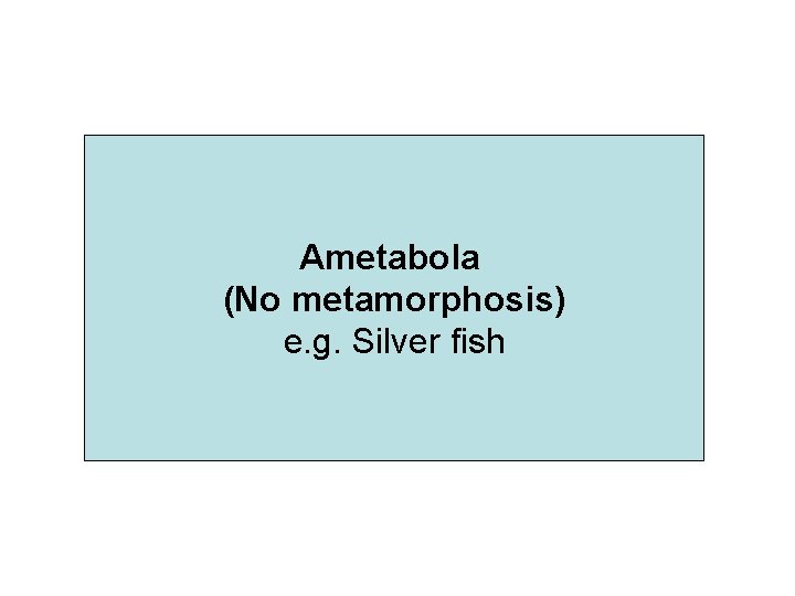 Ametabola (No metamorphosis) e. g. Silver fish 