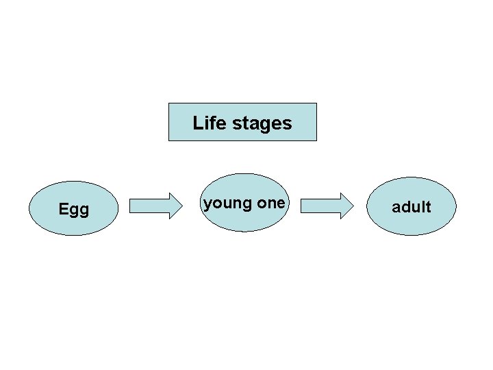 Life stages Egg young one adult Life stages Egg young one adult