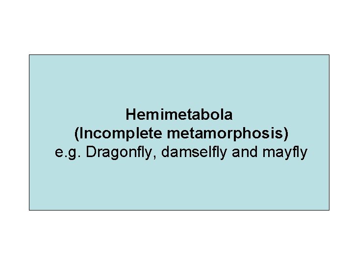 Hemimetabola (Incomplete metamorphosis) e. g. Dragonfly, damselfly and mayfly 