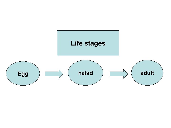 Life stages Egg naiad adult 