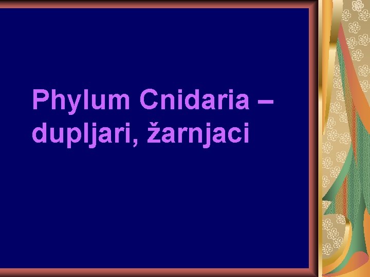 Phylum Cnidaria – dupljari, žarnjaci 