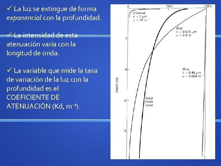 ü La luz se extingue de forma exponencial con la profundidad. ü La intensidad