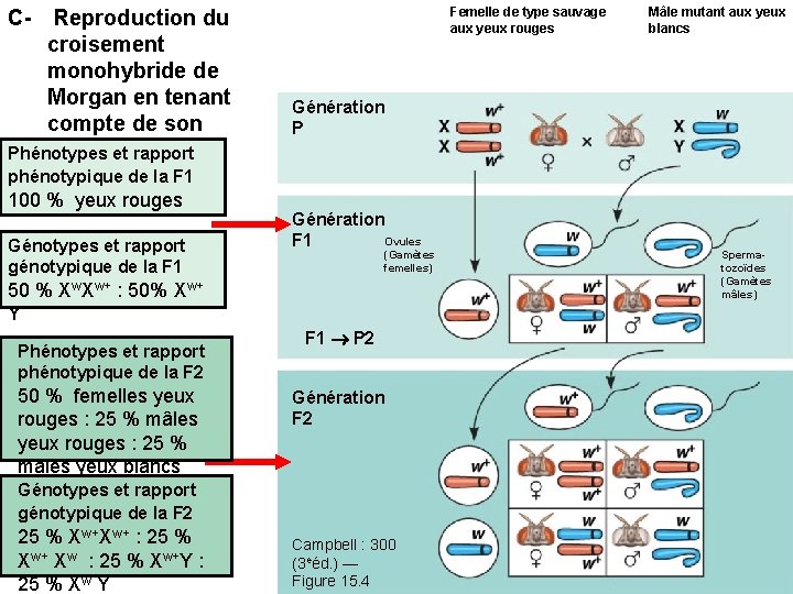 C- Reproduction du croisement monohybride de Morgan en tenant compte de son hypothèse Phénotypes