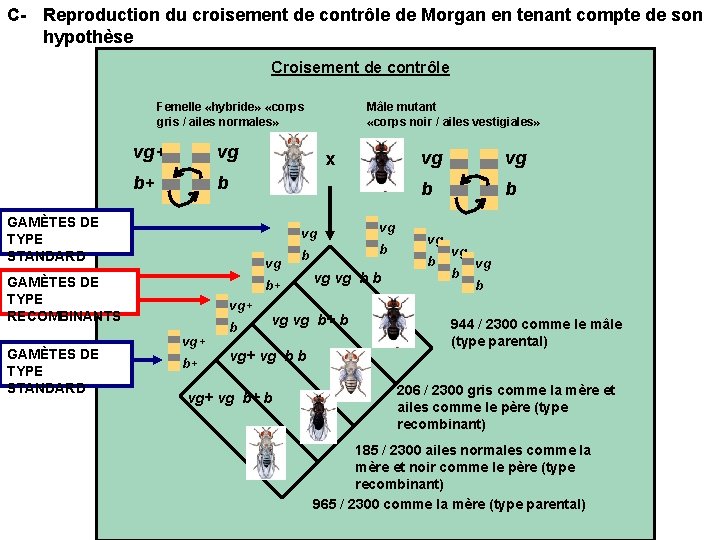 C- Reproduction du croisement de contrôle de Morgan en tenant compte de son hypothèse