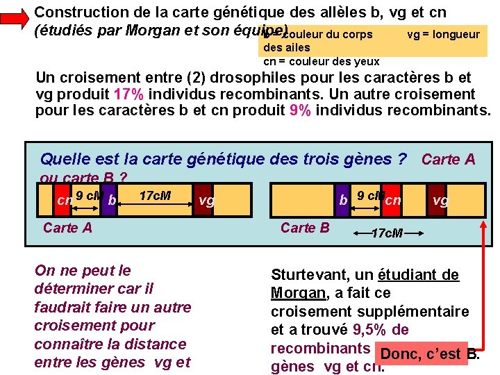 Construction de la carte génétique des allèles b, vg et cn (étudiés par Morgan