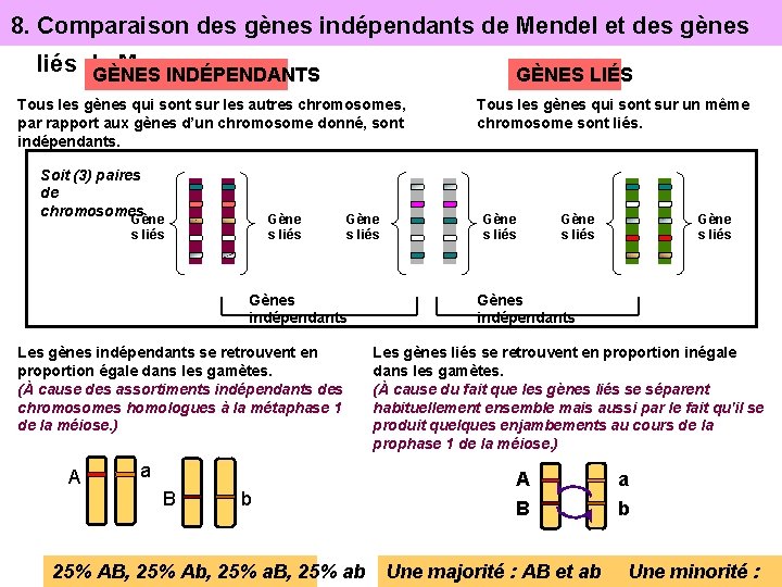 8. Comparaison des gènes indépendants de Mendel et des gènes liés de Morgan GÈNES