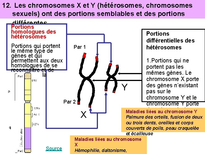 12. Les chromosomes X et Y (hétérosomes, chromosomes sexuels) ont des portions semblables et