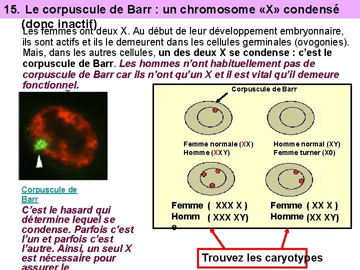 15. Le corpuscule de Barr : un chromosome «X» condensé (donc inactif) Les femmes