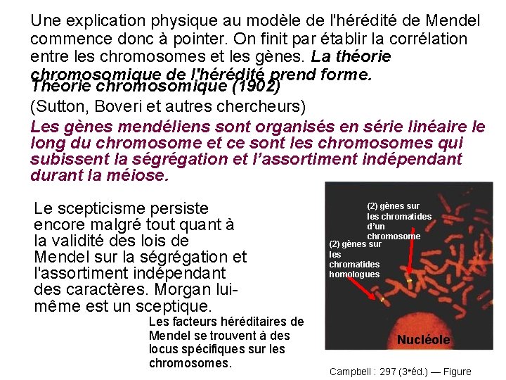 Une explication physique au modèle de l'hérédité de Mendel commence donc à pointer. On