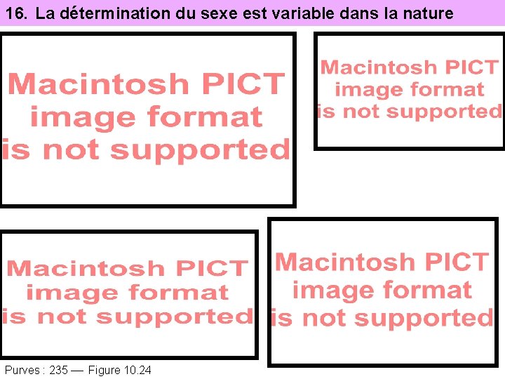 16. La détermination du sexe est variable dans la nature Purves : 235 Figure