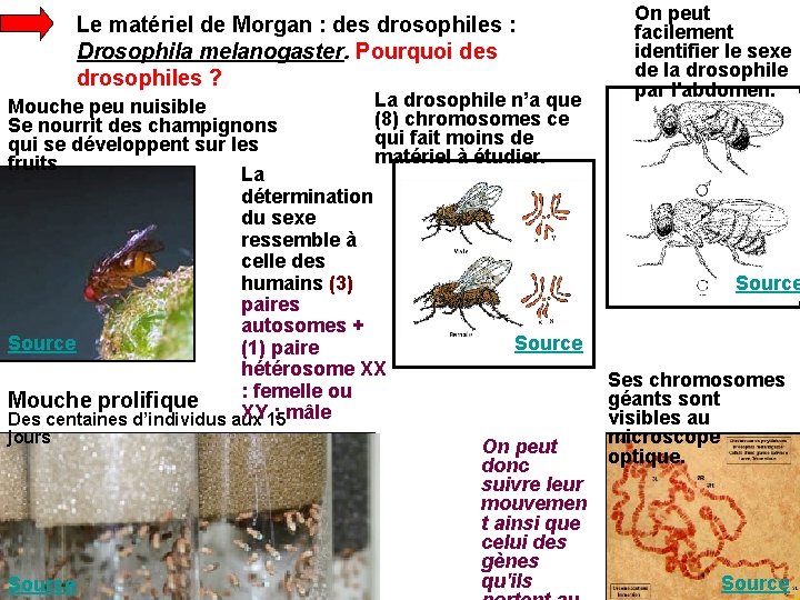 Le matériel de Morgan : des drosophiles : Drosophila melanogaster. Pourquoi des drosophiles ?