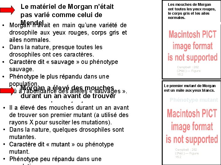 Le matériel de Morgan n’était pas varié comme celui de Mendel • Morgan n’avait