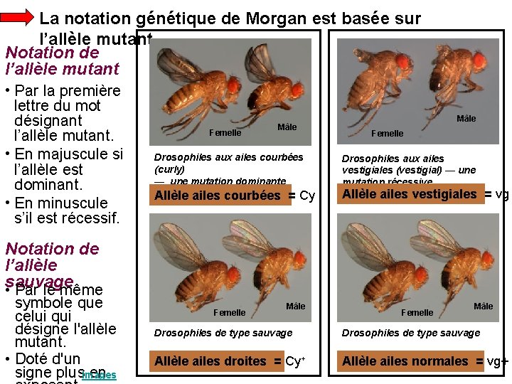 La notation génétique de Morgan est basée sur l’allèle mutant Notation de l’allèle mutant