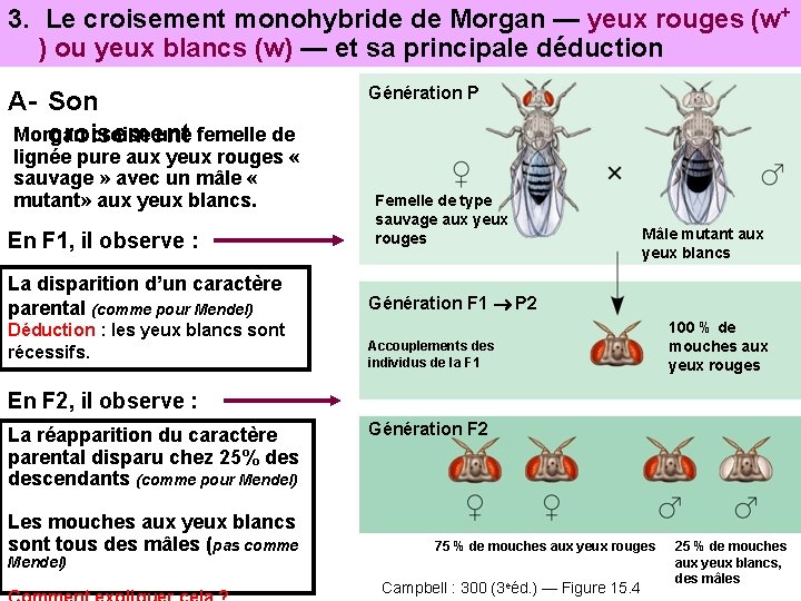 3. Le croisement monohybride de Morgan — yeux rouges (w+ ) ou yeux blancs