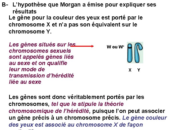 B- L’hypothèse que Morgan a émise pour expliquer ses résultats Le gène pour la