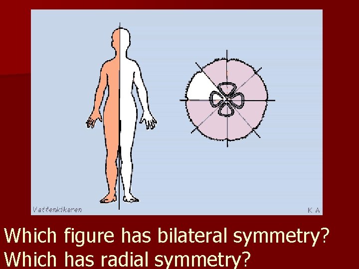 Which figure has bilateral symmetry? Which has radial symmetry? 