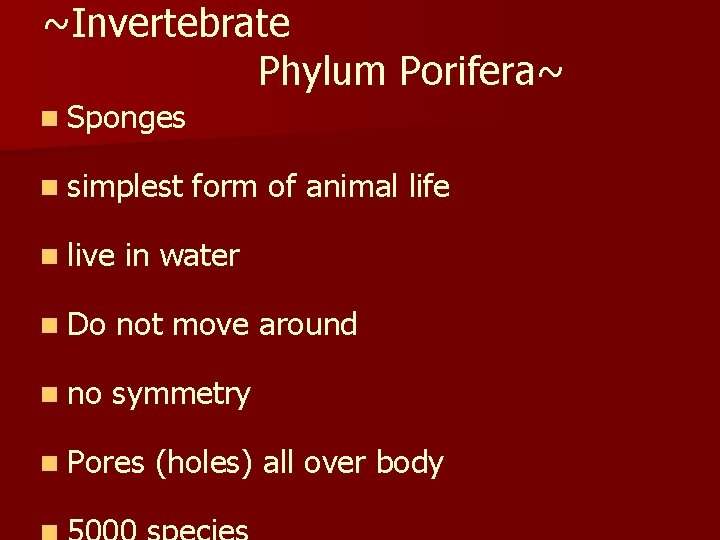 ~Invertebrate Phylum Porifera~ n Sponges n simplest n live form of animal life in