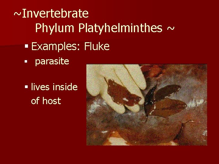 ~Invertebrate Phylum Platyhelminthes ~ § Examples: Fluke § parasite § lives inside of host