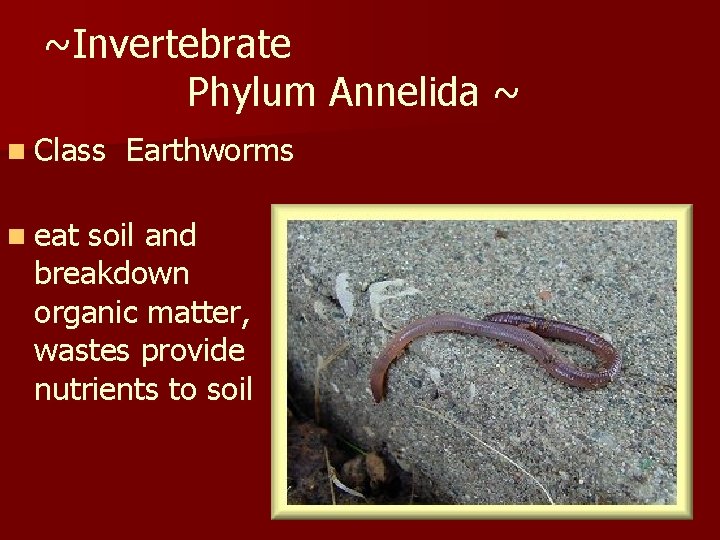 ~Invertebrate Phylum Annelida ~ n Class n eat Earthworms soil and breakdown organic matter,