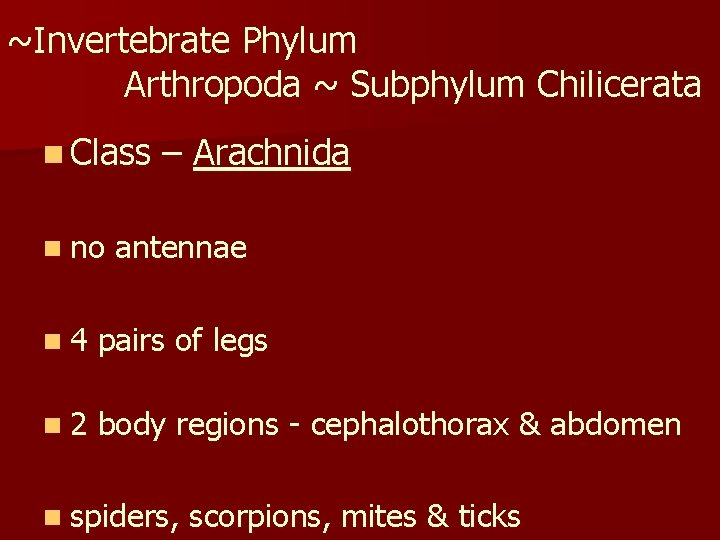 ~Invertebrate Phylum Arthropoda ~ Subphylum Chilicerata n Class n no – Arachnida antennae n