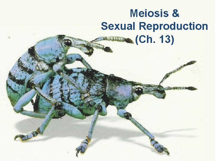 Meiosis & Sexual Reproduction (Ch. 13) 