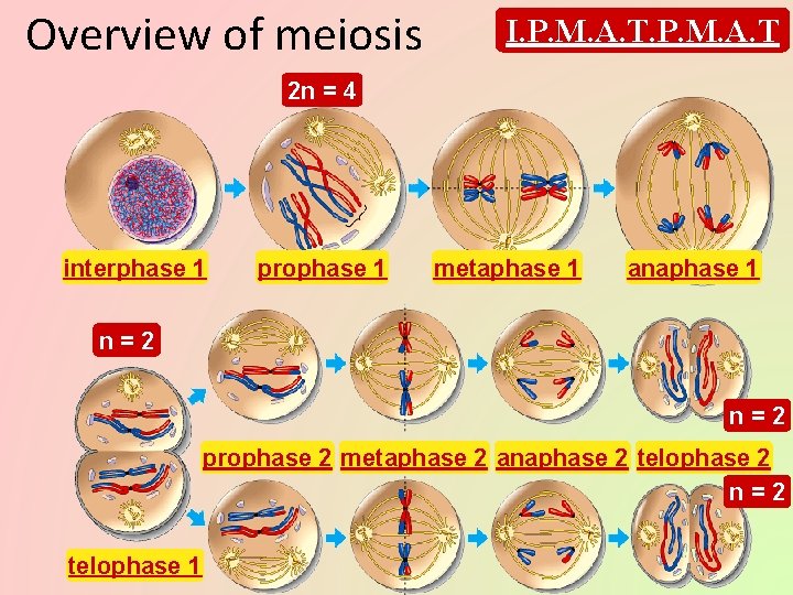 Overview of meiosis I. P. M. A. T 2 n = 4 interphase 1