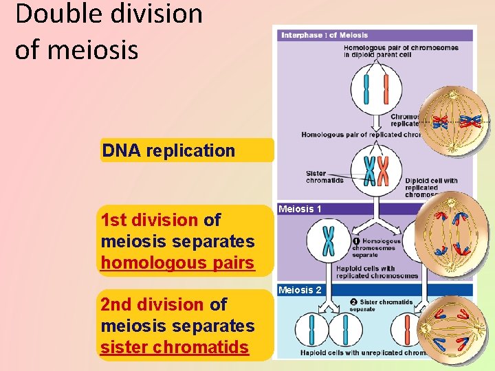 Double division of meiosis DNA replication 1 st division of meiosis separates homologous pairs
