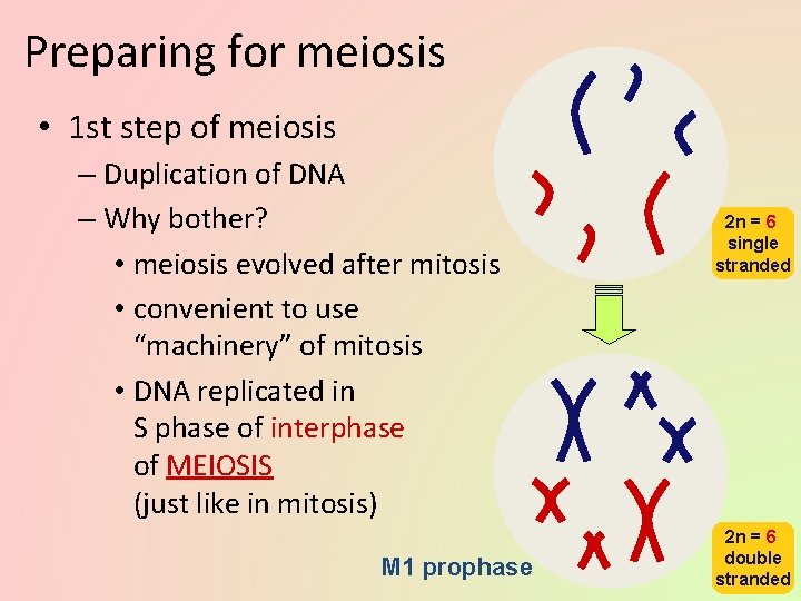 Preparing for meiosis • 1 st step of meiosis – Duplication of DNA –