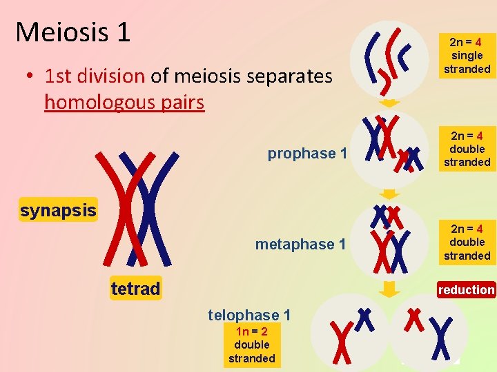 Meiosis 1 • 1 st division of meiosis separates homologous pairs 2 n =