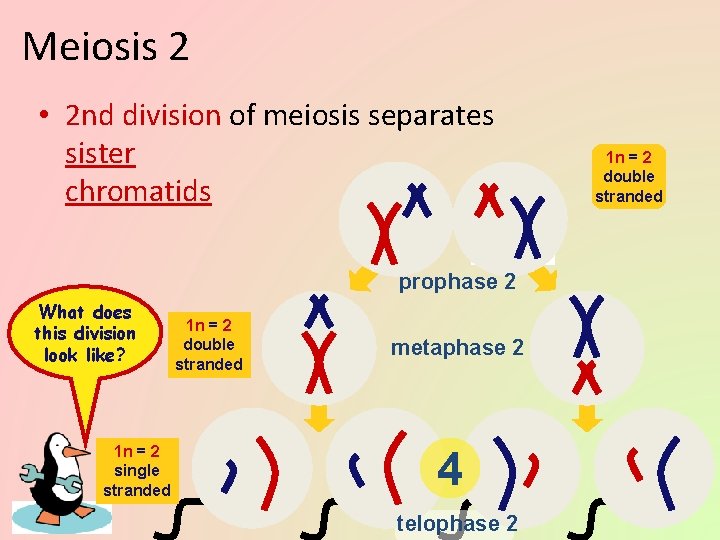 Meiosis 2 • 2 nd division of meiosis separates sister chromatids prophase 2 What